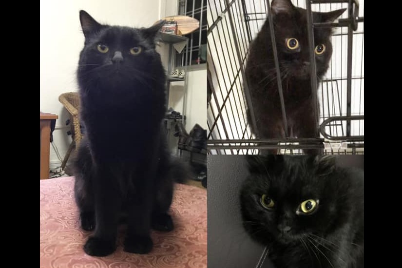 PLEASE SHARE! BLACK CAT MISSING AT TAMPINES!