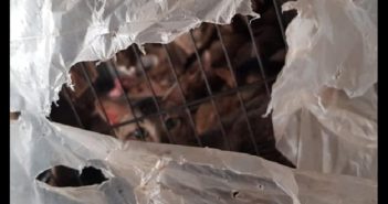 40 CATS KEPT IN 1 HDB! THEY NEED YOUR HELP! 40 CATS KEPT IN 1 HDB! THEY NEED YOUR HELP!
