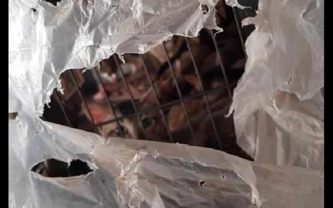 40 CATS KEPT IN 1 HDB! THEY NEED YOUR HELP!