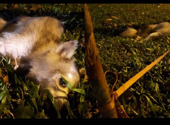 DOG FOUND TIED TO TREE AND ABANDONED!