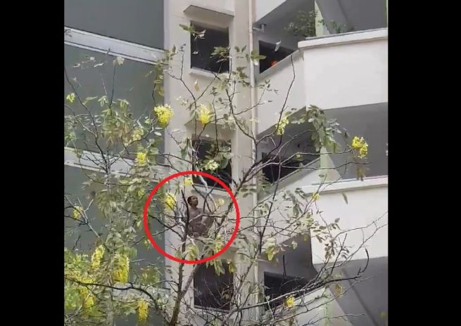 YISHUN AGAIN?! MAN ON PARAPET OF HDB!