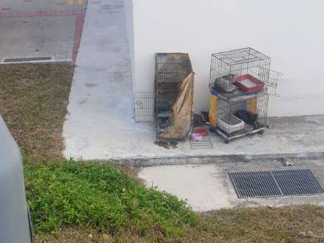 MULTIPLE CATS ABANDONED AT PUNGGOL. LEFT TO BAKE IN SUN