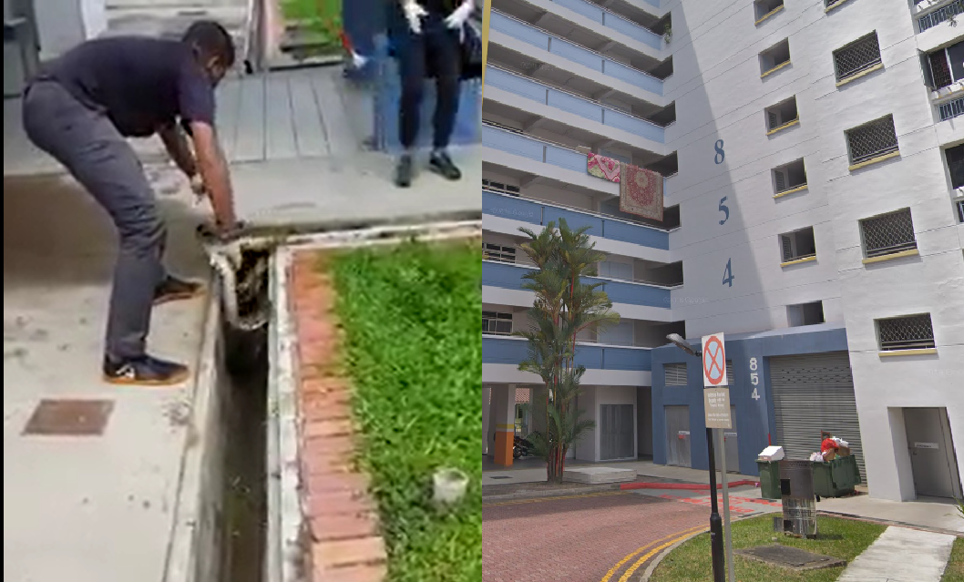 PYTHON SPOTTED AT JURONG WEST. ATE COMMUNITY CAT ):