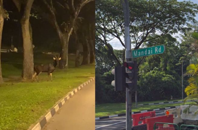 SAMBA DEER SPOTTED AT MANDAI AREA. DRIVERS TAKE NOTE