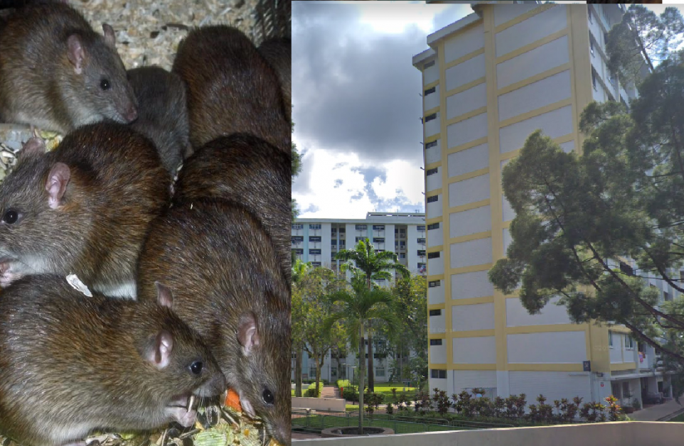 NEIGHBOUR PILED WITH GARBAGE @ CLEMENTI. 27 RATS CAUGHT