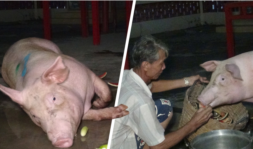THAILAND – PIG ESCAPES SLAUGHTER BY HIDING IN TEMPLE