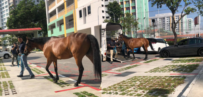 HORSE SIGHTED AT YISHUN PARKING LOT! HOW IT GOT THERE? 1