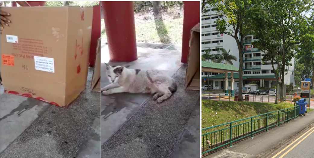 KIDS BULLY OLD CAT AT QUEENSTOWN. SEEKING ADOPTER