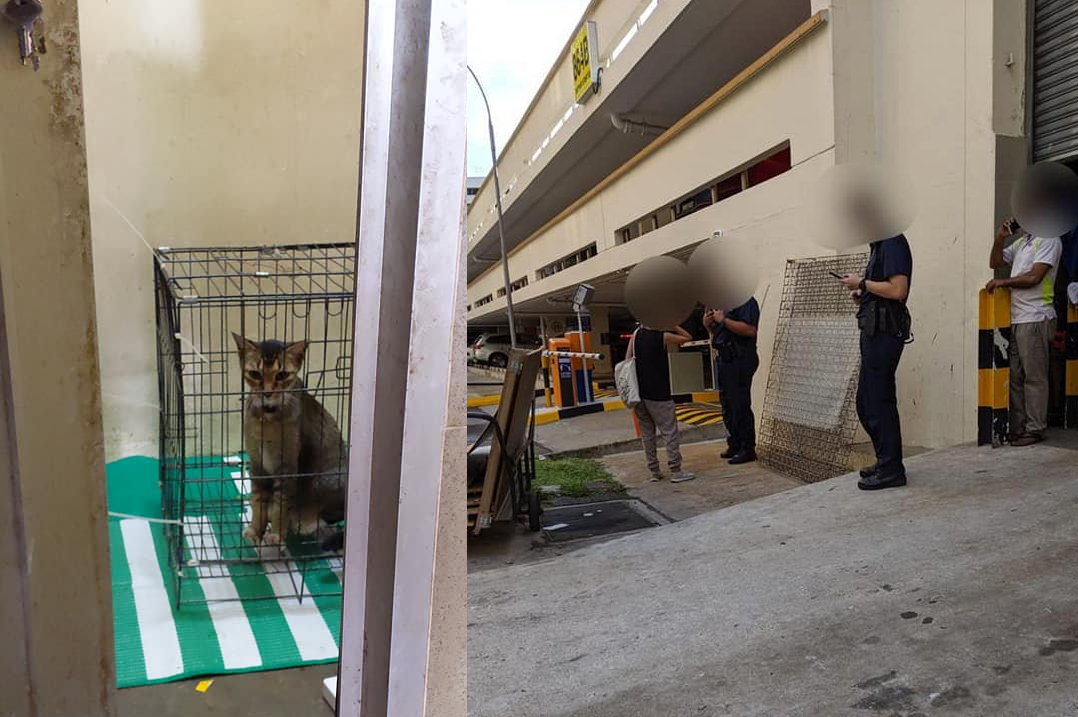 CAT DUMPED AND  LOCKED UP AT RUBBISH CHUTE, RESIDENT WAITING FOR TAMPINES TOWN COUNCIL TO RESPOND