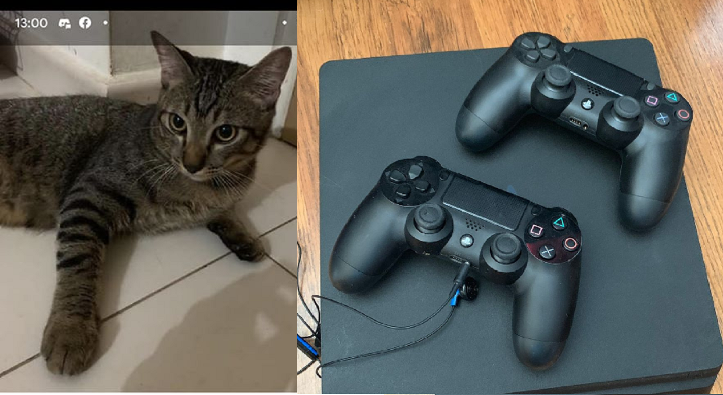 HEARTLESS OWNER WANTS TRADE CAT AWAY FOR PLAYSTATION GAMES