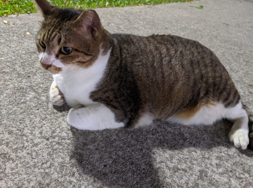 COMMUNITY FAT CAT MOLLY MISSING. SEEKING HELP