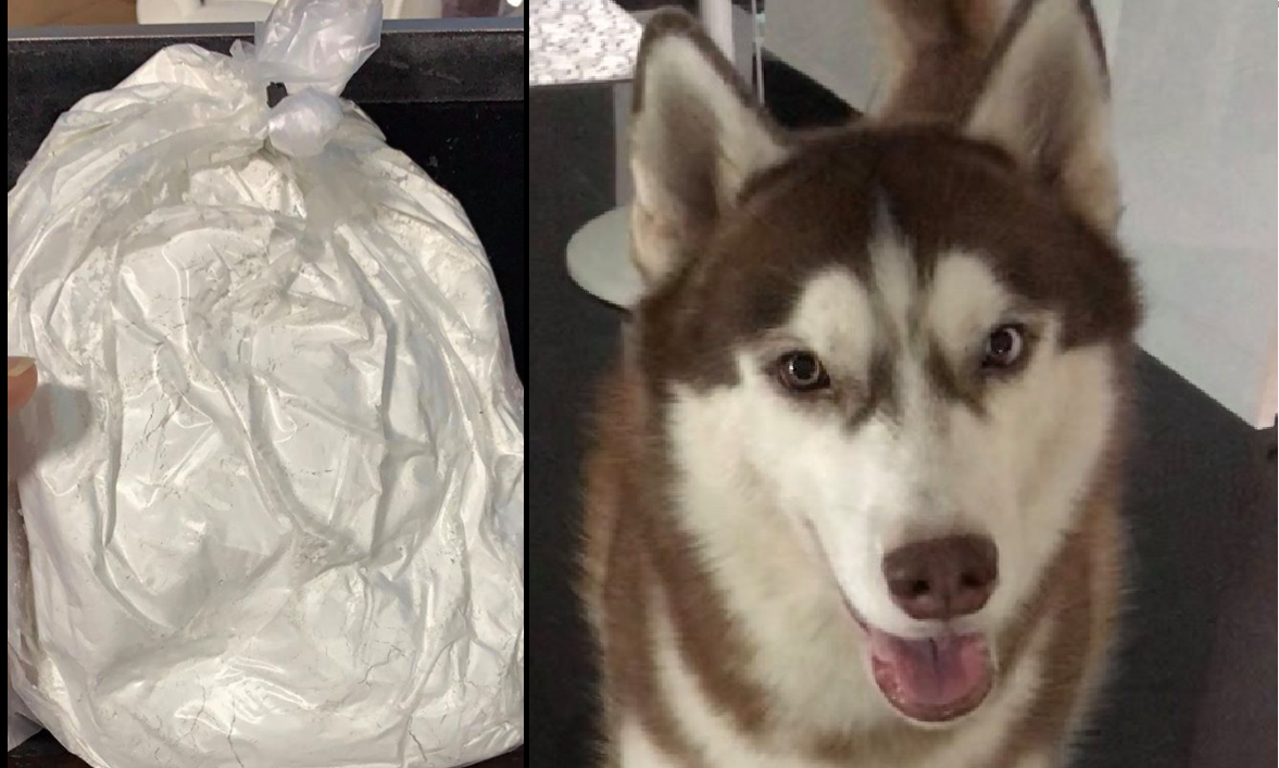 OWNERS OF CREMATED DOG ALLEGEDLY RECEIVES ‘FLOUR’ INSTEAD OF ASHES