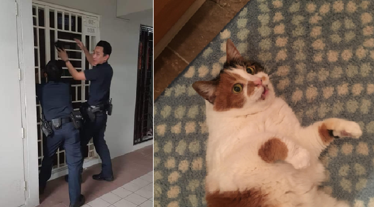 CAT OWNER ABANDONED CATS AND LOCK THEM IN HDB UNIT