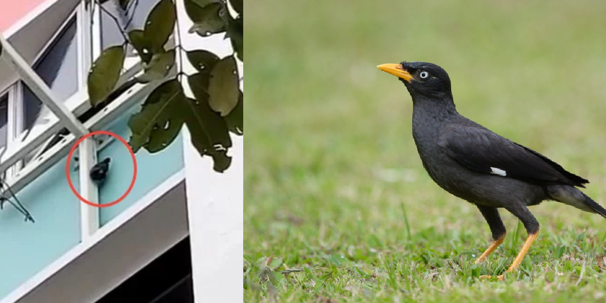CRUEL YISHUN WOMAN CAPTURE AND HANG BIRD UPSIDE DOWN BY WINDOW
