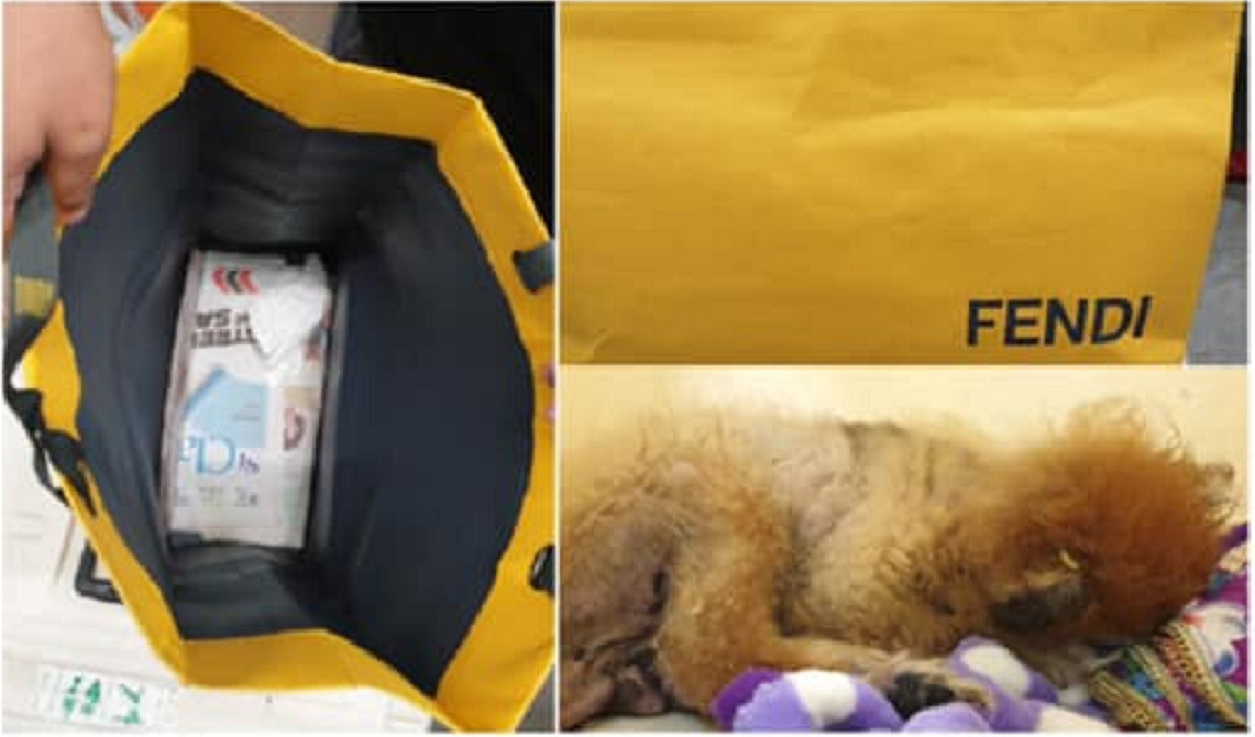 SICK DOG FOUND IN PAPERBAG AT JURONG WEST, SPCA APPEAL FOR INFO. $1,000 REWARD