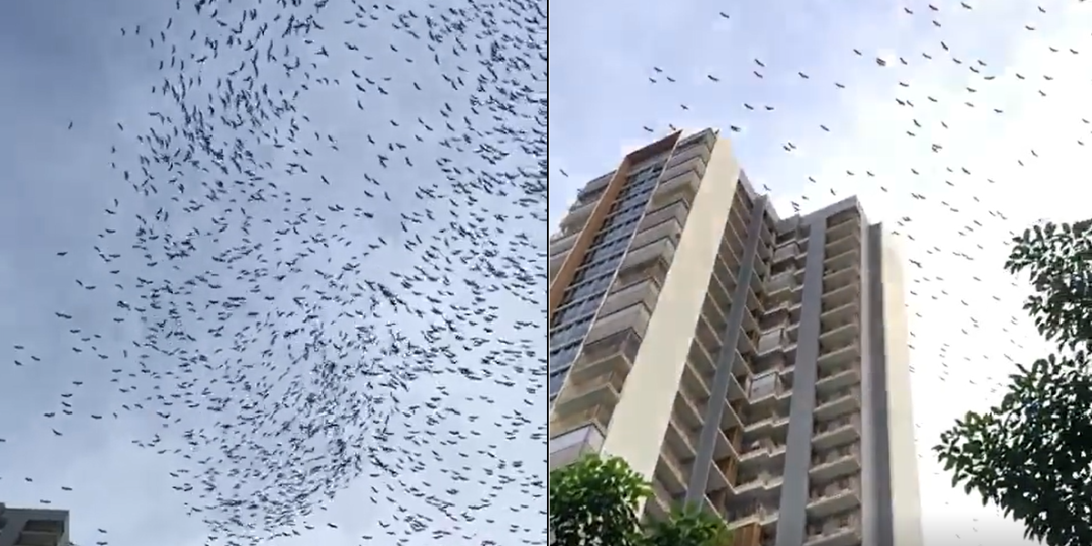 HUNDREDS OF BIRDS FLYING IN CHOA CHU KANG KEAT HONG AREA