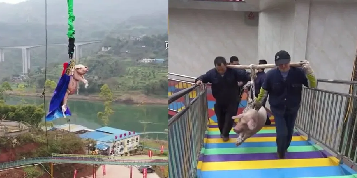 CHINA ANIMAL CRUELTY: PIG MADE TO BUNGEE JUMP 68 METERS FOR THE NEW YEAR
