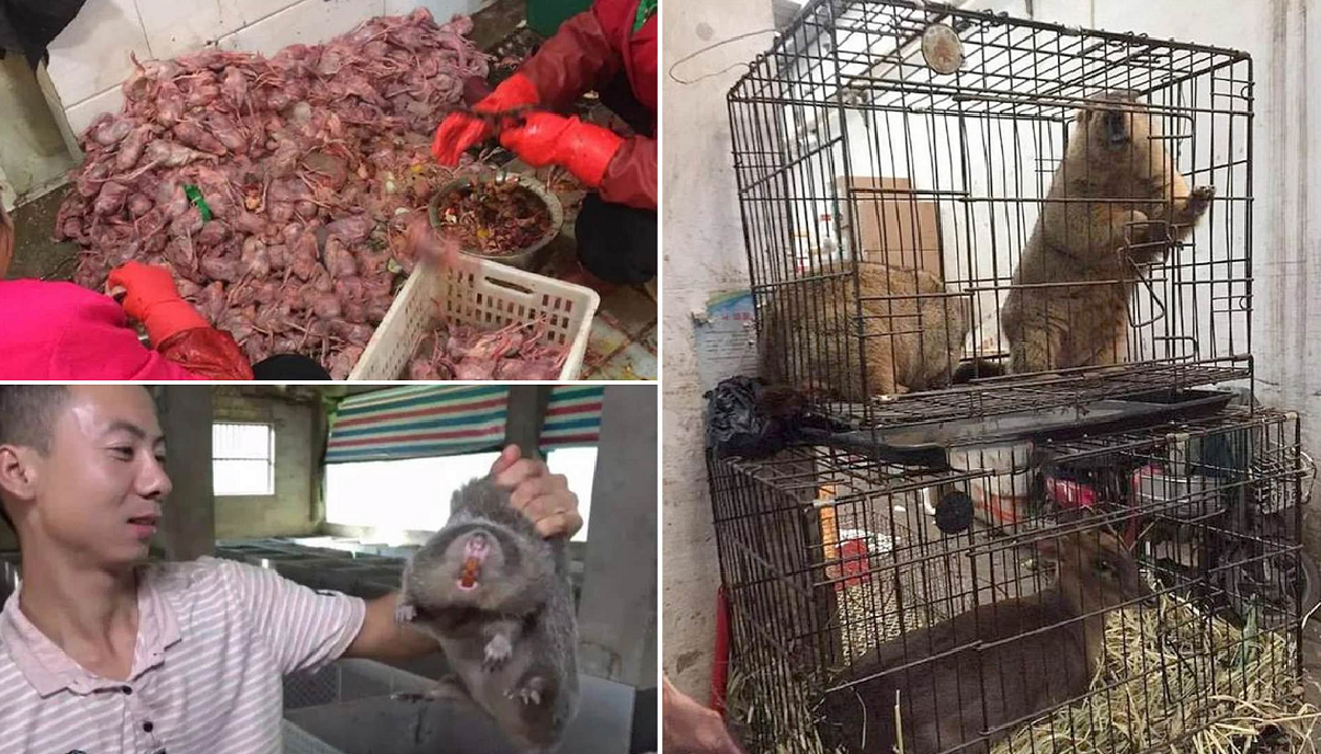 CHINA’S WILDLIFE MEAT BUSINESS INTENDS TO GO BACK IN BUSINESS AFTER BAN IS LFTED