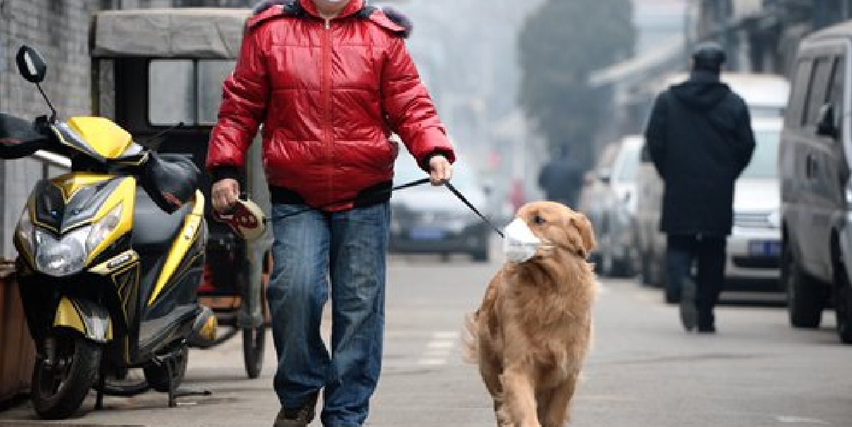 DOG IN HONG KONG QUARANTINED AFTER SAMPLES OF CORONAVIRUS FOUND