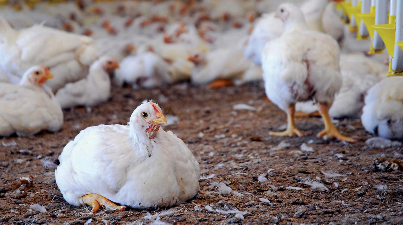 SICHUAN, CHINA OUTBREAK OF H5N6 INFLUENZA, 1800 CHICKENS DIED