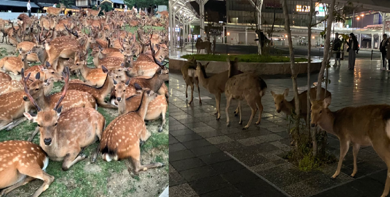JAPAN HUNGRY NARA DEER ROAMS THE STREET AS THERE ARE NO TORUIST