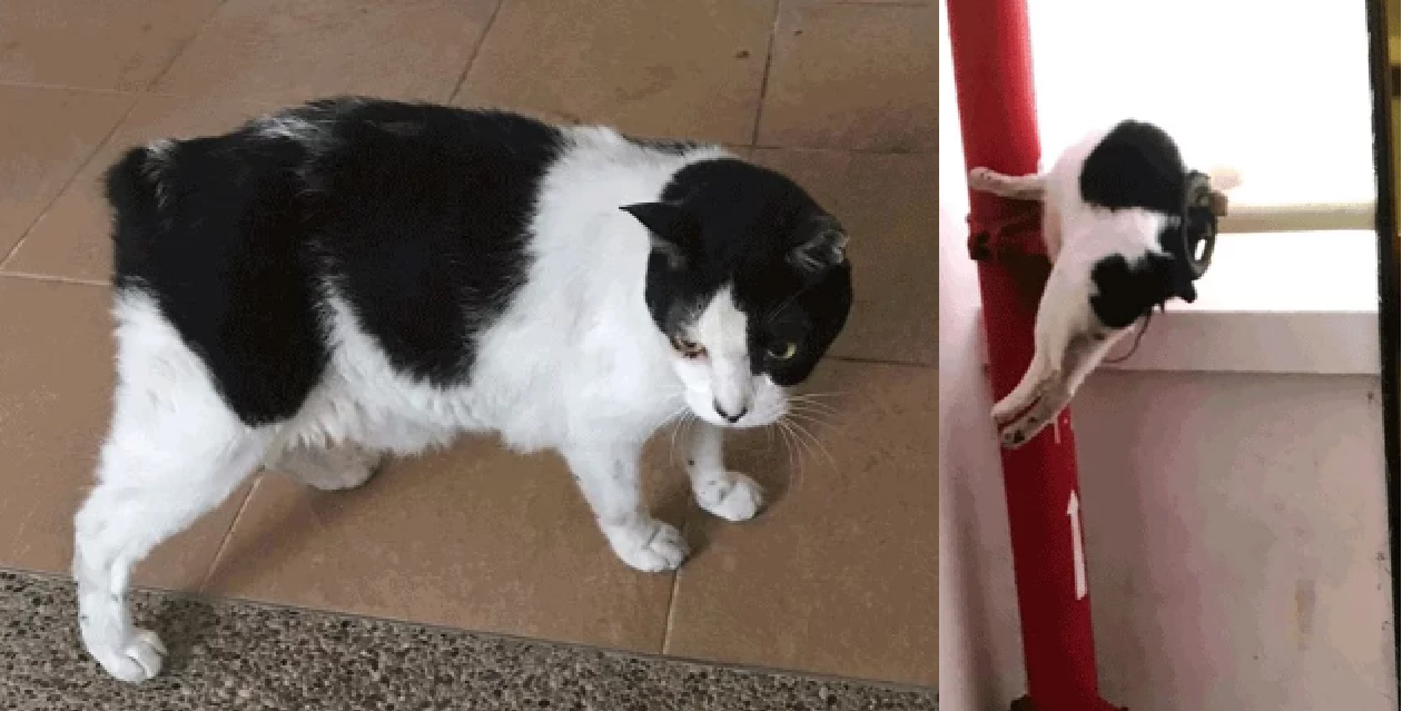 CAT BEATEN TO DEATH AND BODY LEFT ON RAILING AT BEDOK RESERVOIR