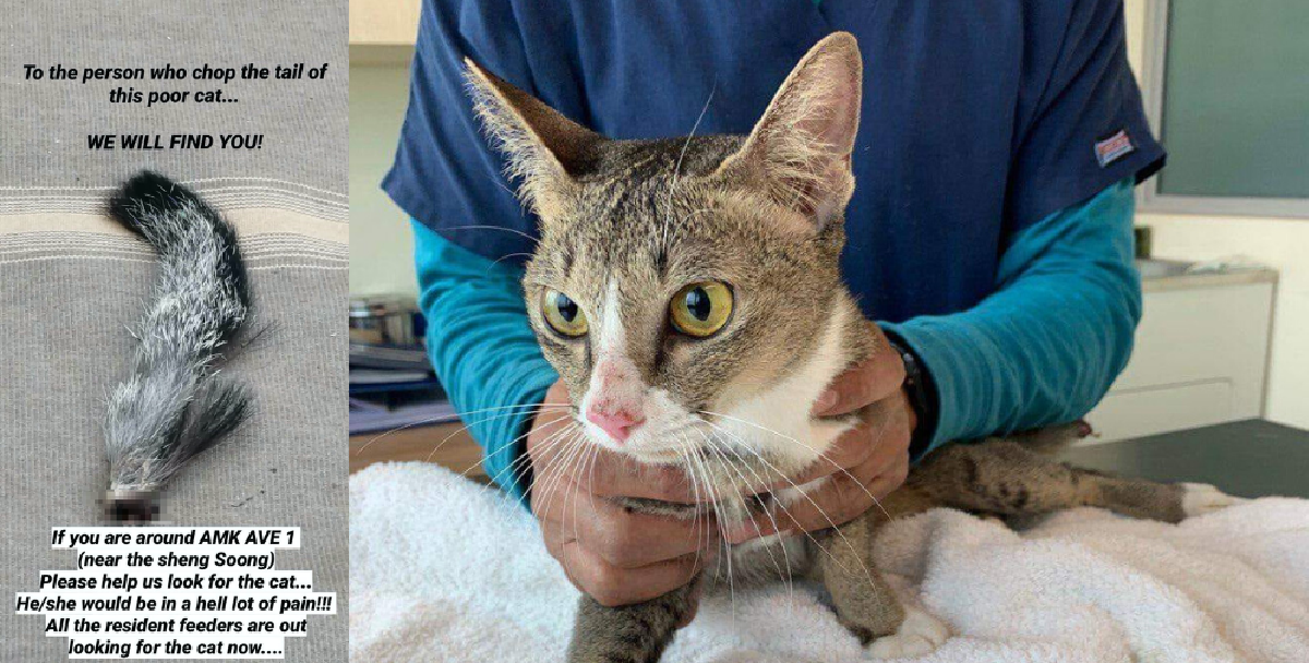 CAT’S TAIL ALLEGEDLY CUT OFF AT ANG MO KIO AVENUE 1