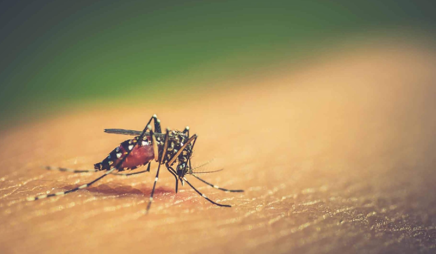 NEA: DENGUE CASES REMAIN ‘HIGH’, DEATHS IN 2020 RISE TO 7