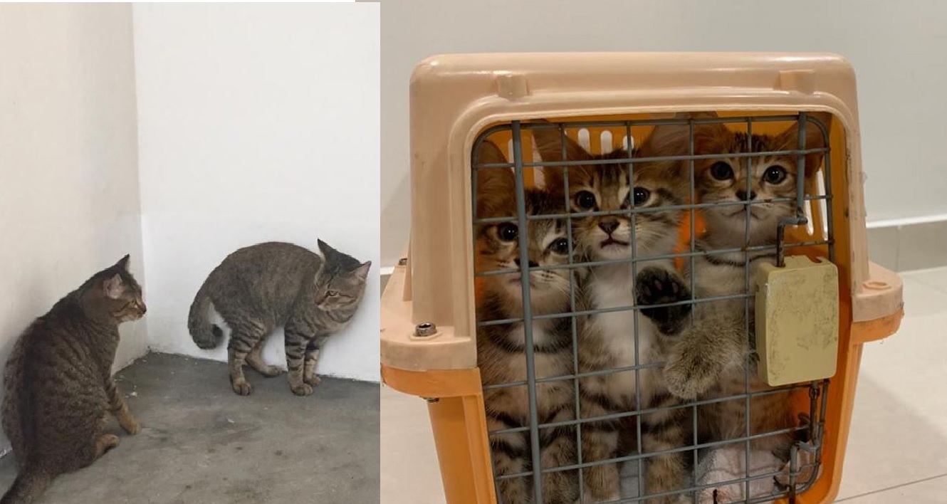 KITTENS FOUND IN RUBBISH CHUTE AT SIMS DRIVE, SUSPECTED ABANDONMENT