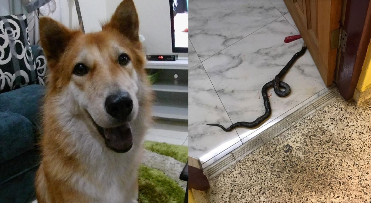 PET DOG IN MALAYSIA SACRIFICE ITS LIFE TO SAVE ITS FAMILY
