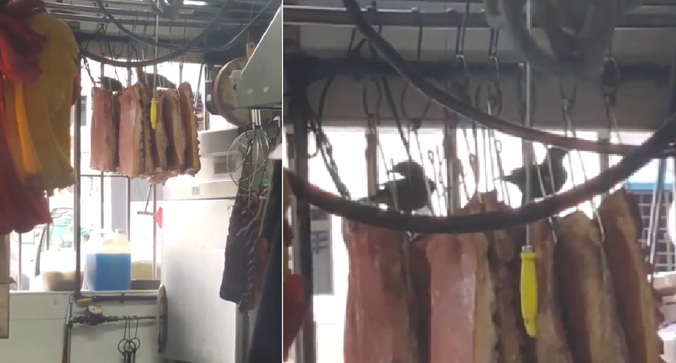 UNHYGIENIC YISHUN ROAST MEAT STALL HAS BIRDS PECKING AWAY AT THE MEAT