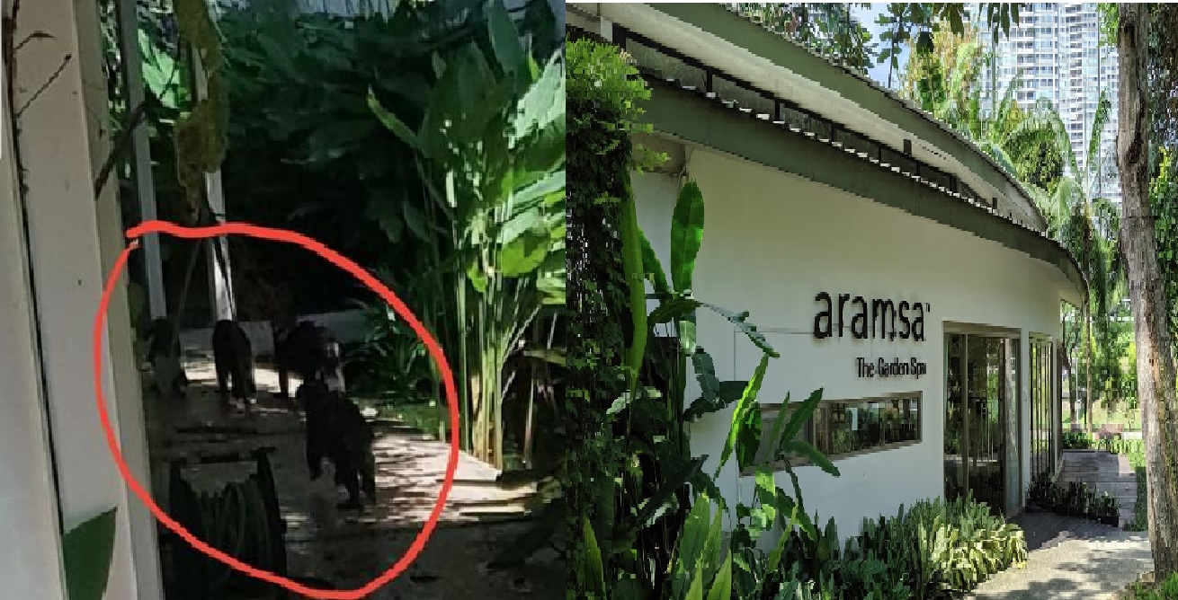 OTTERS ATE AROWANA AT BISHAN, A FISH THAT COST THOUSANDS