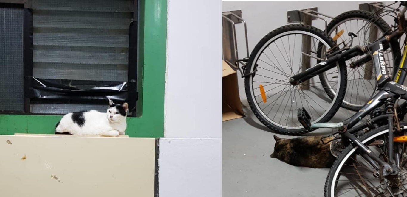 SOMEONE POURED KEROSENE AND COFFEE ON COMMUNITY CAT AT REDHILL