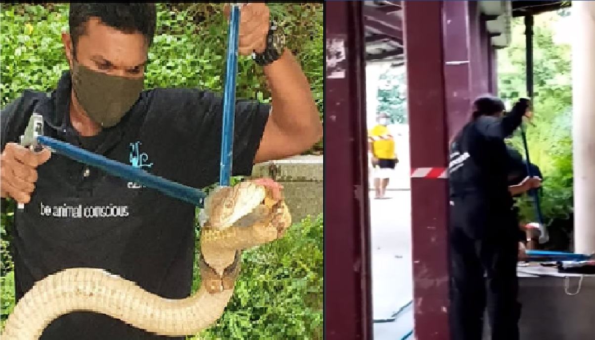 KING COBRA SPOTTED AT MARSILING MRT STATION