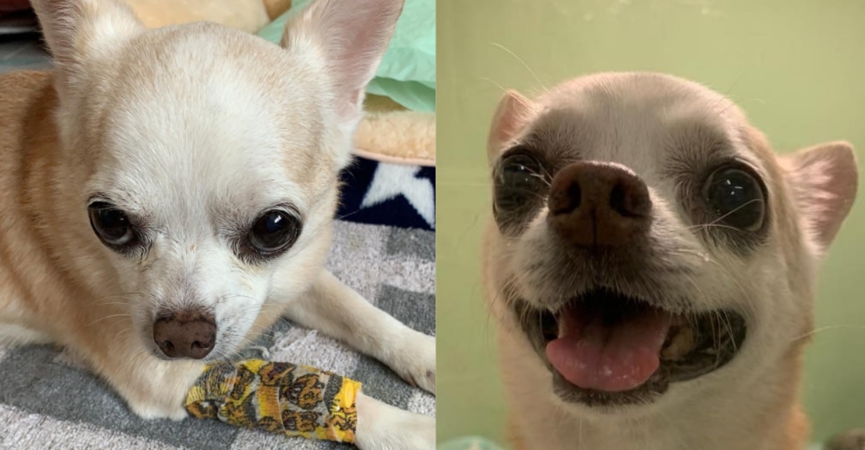 S’POREANS VOLUNTEER TO ADOPT POPPY SAVED FROM EUTHANASIA BY VET