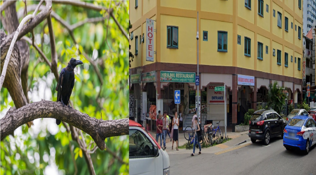 CROW ATTACKS REPORTED AT DESKER ROAD