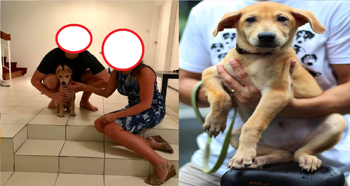 INHUMANE OWNERS “EXECUTES” DOG DUE TO INCONVENIENCE