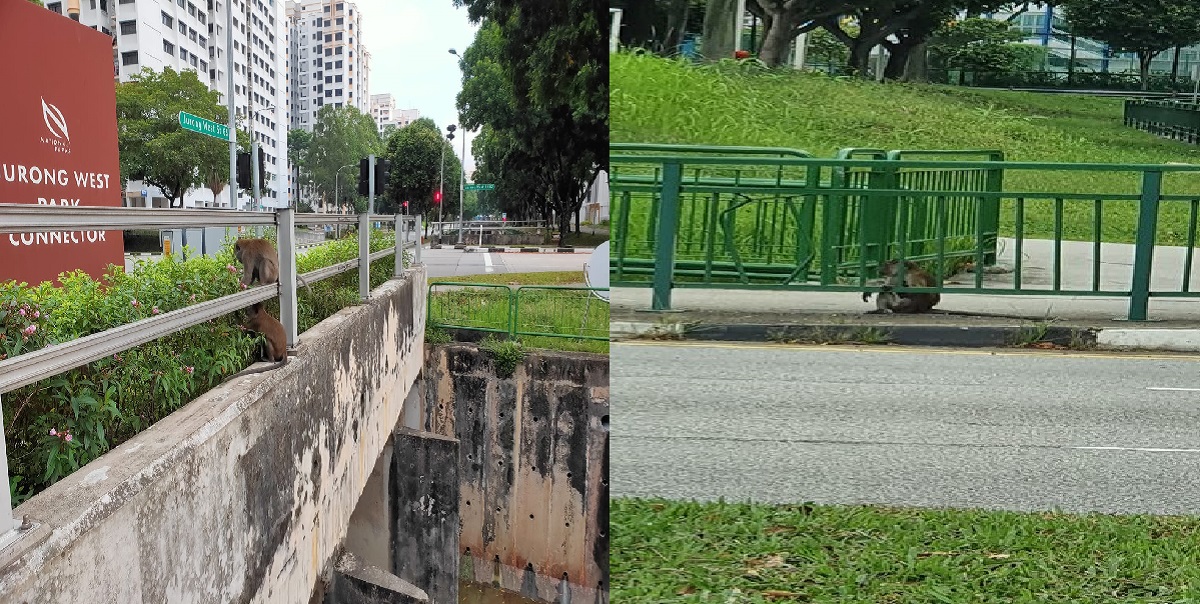 CUTE MONKEYS VISITS JURONG WEST. PLEASE DO NOT FEED THEM