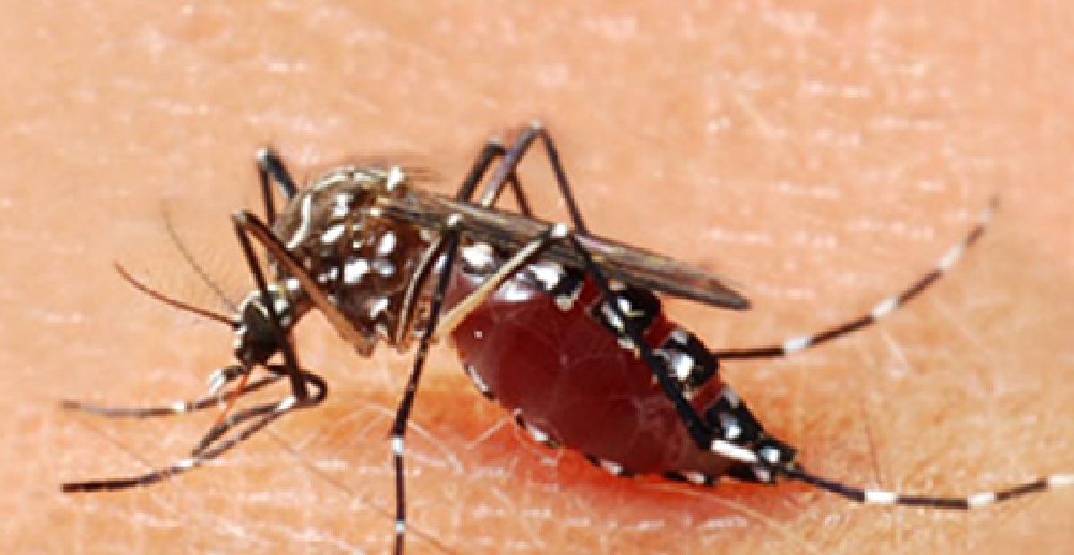 RECORD 529 PEOPLE INFECTED WITH DENGUE LAST WEEK.