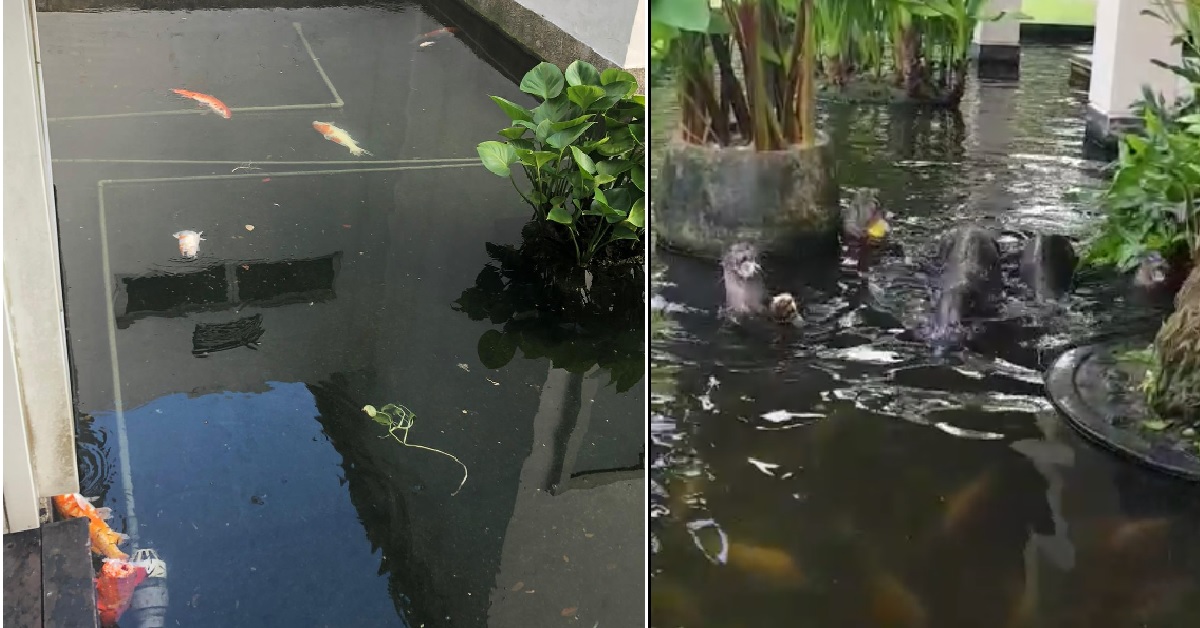 OTTERS WERE EATING KOI FISH, LEFT BONES ON IN POND