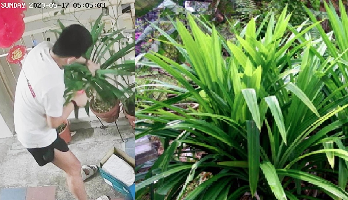 MAN CAUGHT ON CCTV STEALING PANDAN LEAVES FROM NEIGHBOUR