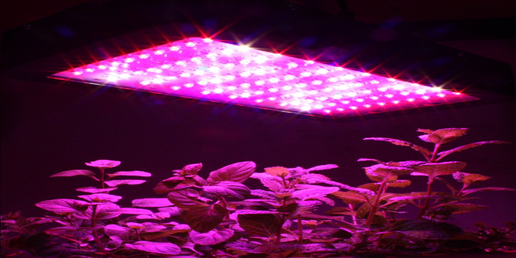 PLANT WITH LED IN CORRIDOR MISTAKEN FOR MARIJUANA BY NEIGHBOURS