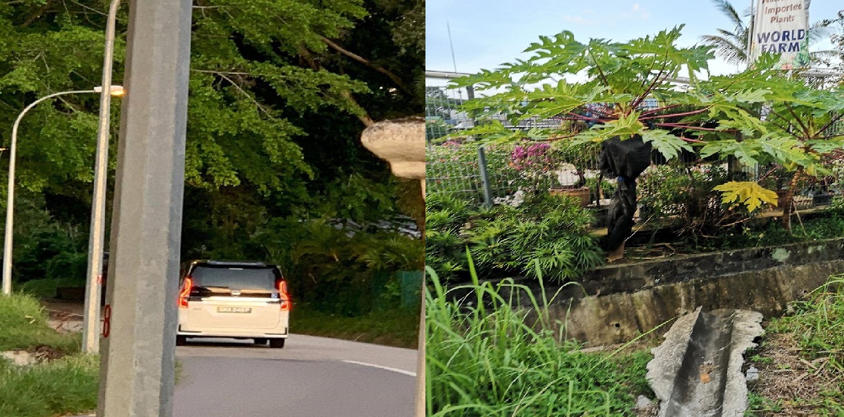 MAN CAUGHT ON VIDEO STEALING PAPAYA FROM FARM