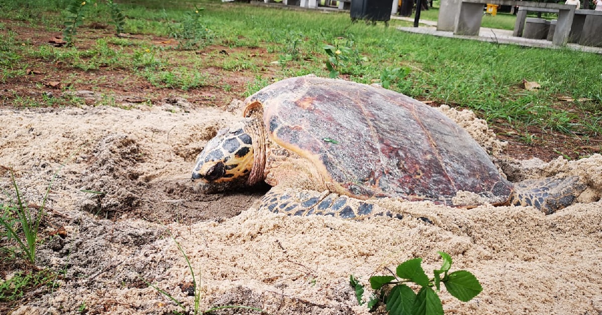 HAWKSBILL TURTLE SPOTTED LAYING EGGS AT EAST COAST PARK