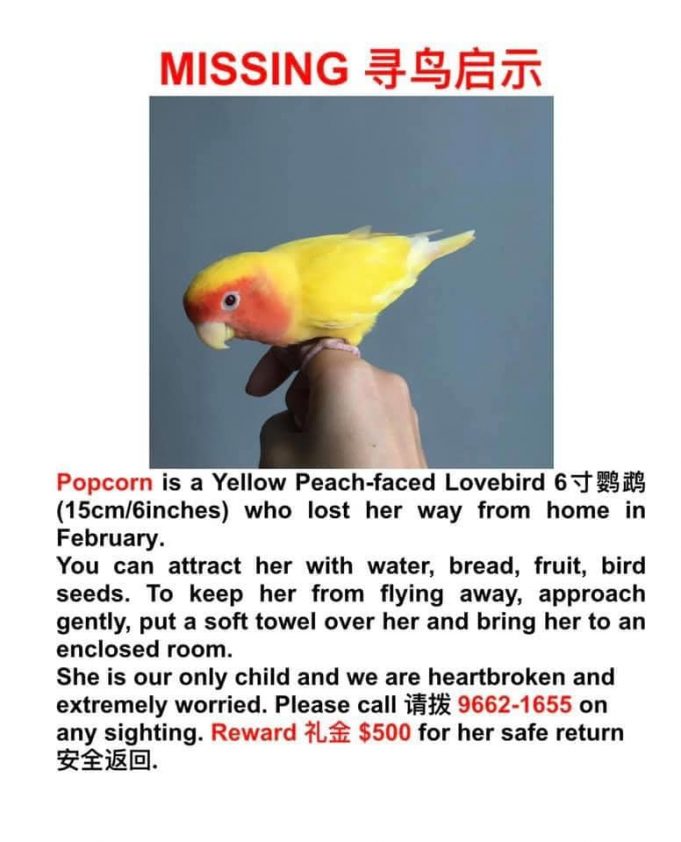 NETIZEN APPEAL FOR HELP TO FIND HER MISSING BIRD, OFFERS 1000 AS REWARD
