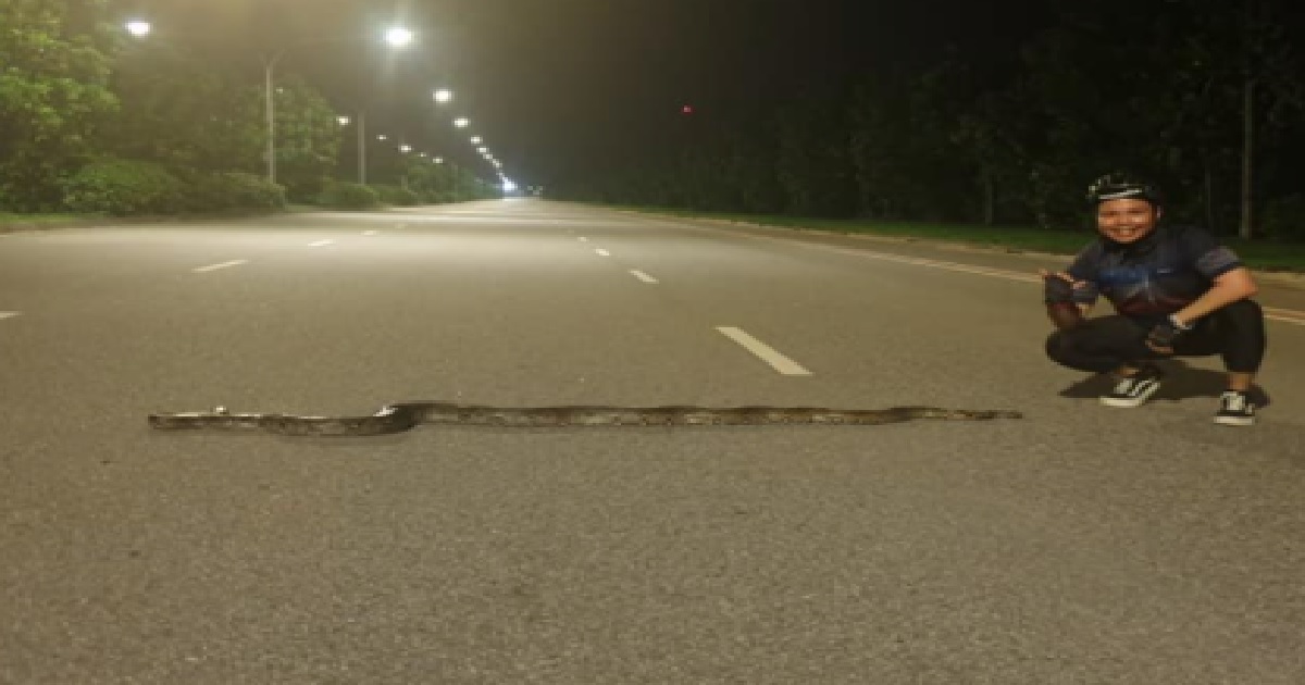 MAN SAVE PYTHON FROM BECOMING ROADKILL @ TANAH MERAH COAST RD