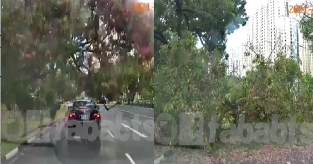 TREE FALLS ON TOP OF CAR, IN THE MIDDLE OF THE ROAD