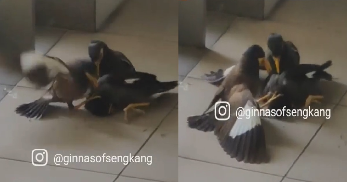 YOUNG PUNK GANGSTER BIRDS 2V1 GANG UP ON INNOCENT MYNAH, STEP ON HIS HEAD