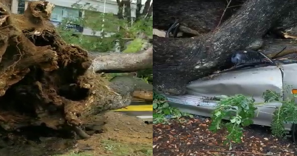 TREE UPROOTED DUE TO HEAVY RAIN, CRUSHING CAR THAT WAS PASSING UNDER