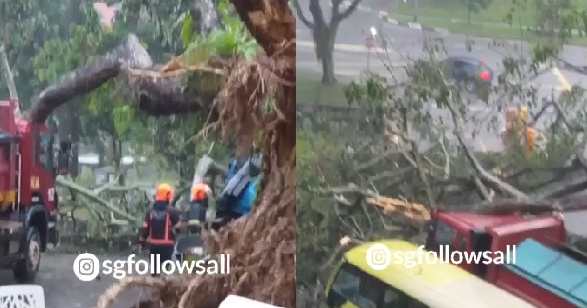 TREE UPENDED DURING THUNDERSTORM, FALLS ON TOP OF LORRY